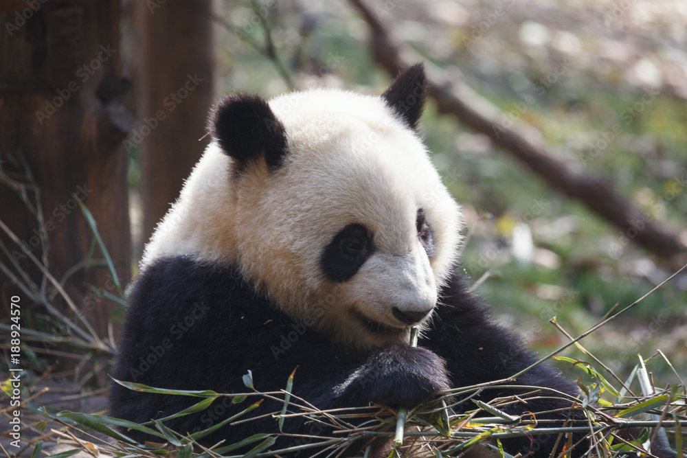 Obraz premium A lovely panda is eating bamboo