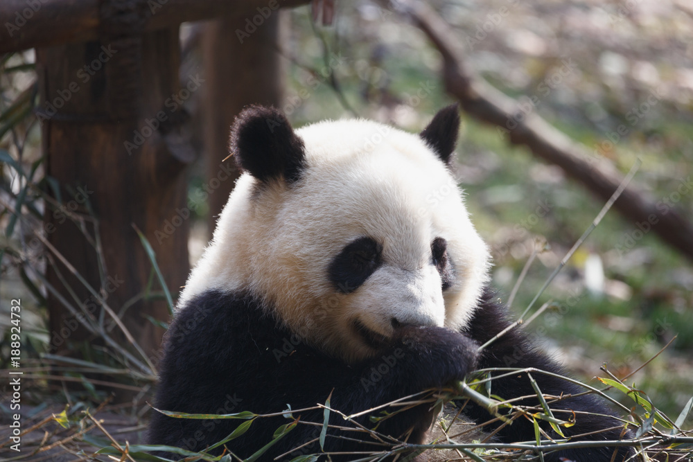 Fototapeta premium A lovely panda is eating bamboo