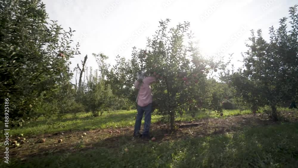 Steadicam gimbal moving through an apple orchard as immigrant fruit pickers pick apples. Steadicam gimbal moving through an apple orchard as immigrant fruit pickers pick apples.