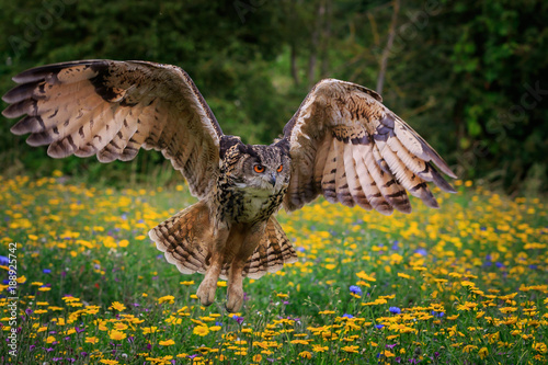 Eagle owl