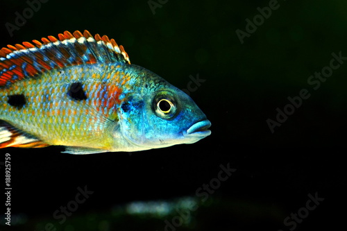 Malawi cichlid colorful fish
