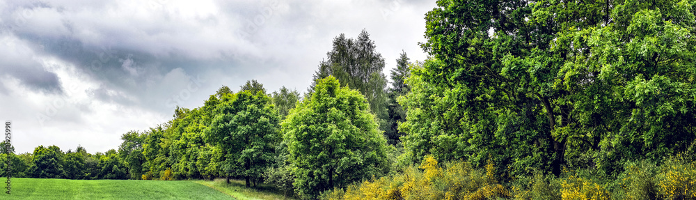 Green trees in cloudy weather