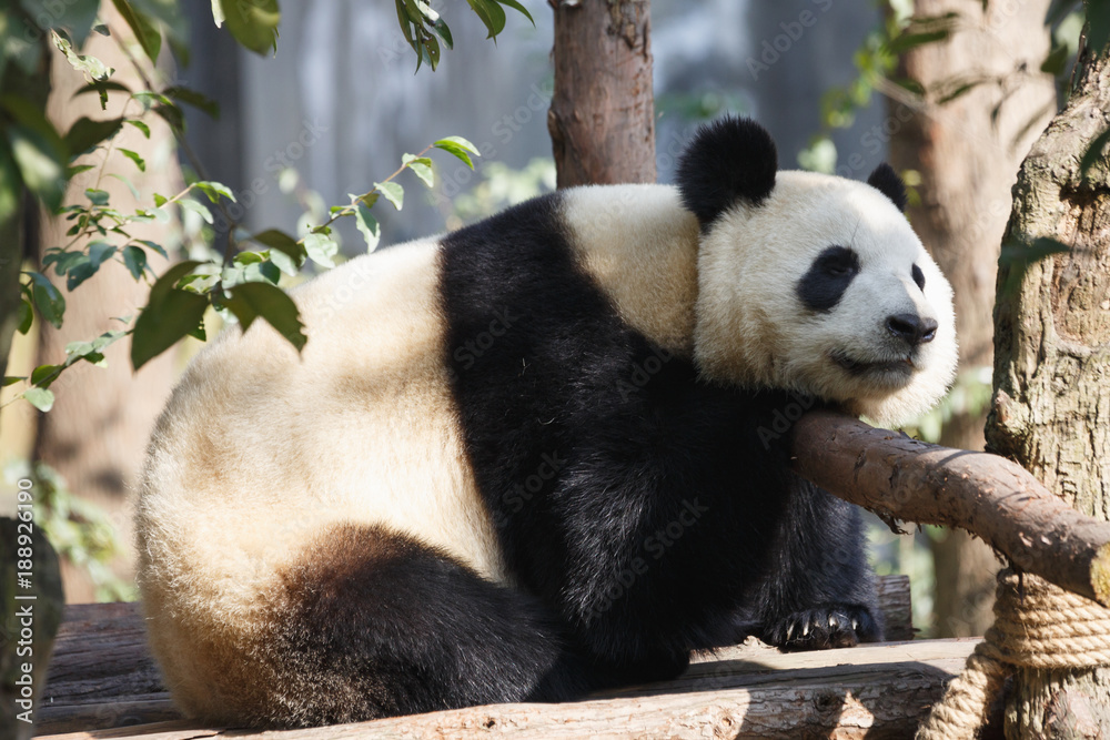 Naklejka premium A giant panda is sleeping in the sun.