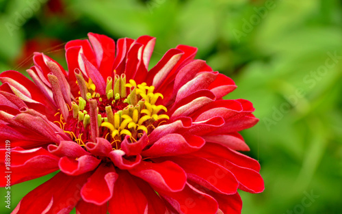 Zínnia-popular ornamental flowering plant