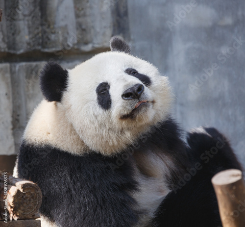 A giant panda's head close-up, a happy expression,