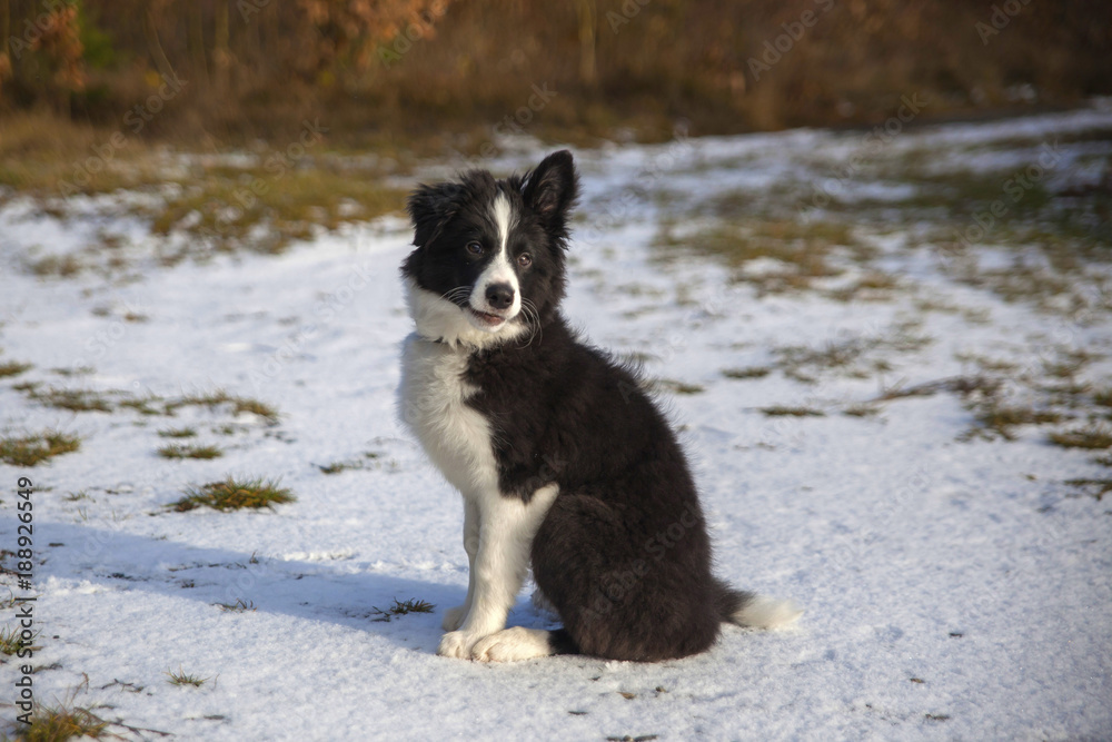 border collie on a walk in the woods in winter
