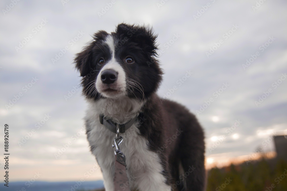 border collie on a walk in the woods with view