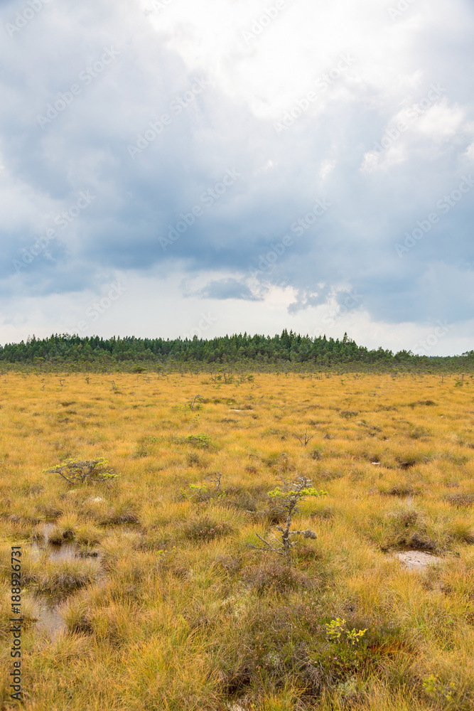 Marshland landscape view in summer Marshland landscape view in summer