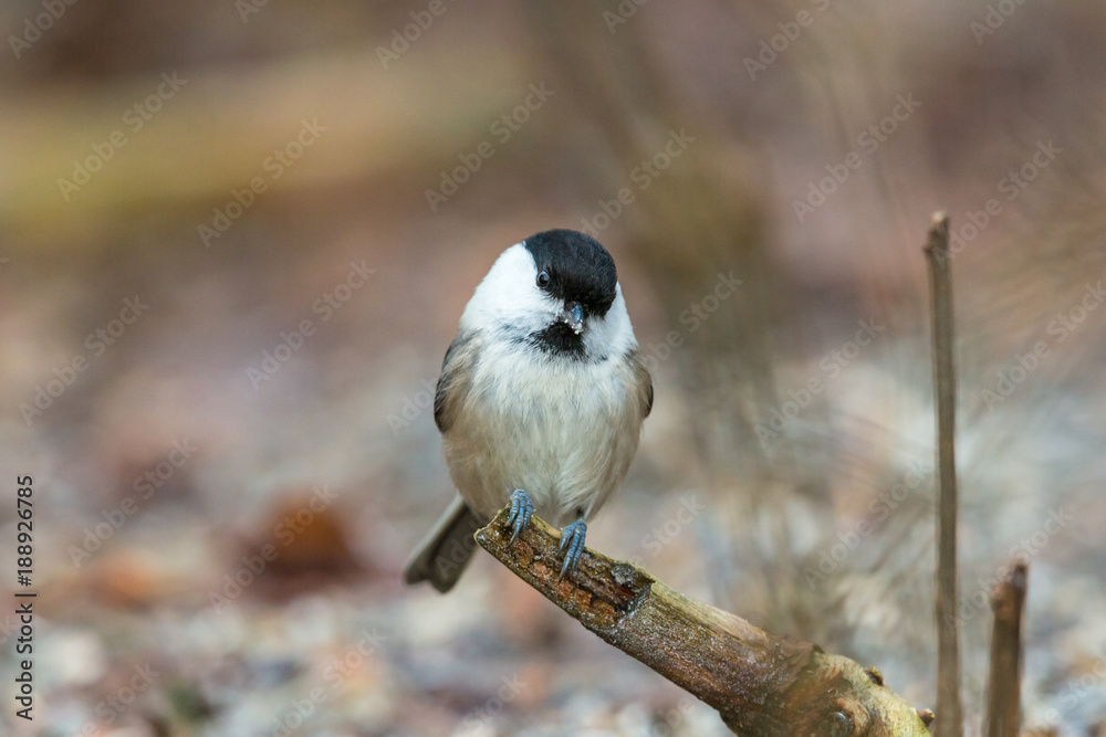 Obraz premium Tiny marsh tit sitting on a tree branch