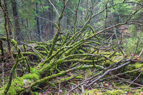 Mossy dead tree in the woods