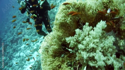 The view of a diver exploring a colorful reef, Red sea, Egypt photo