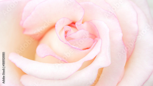 Close up of pink rose flower for a background.