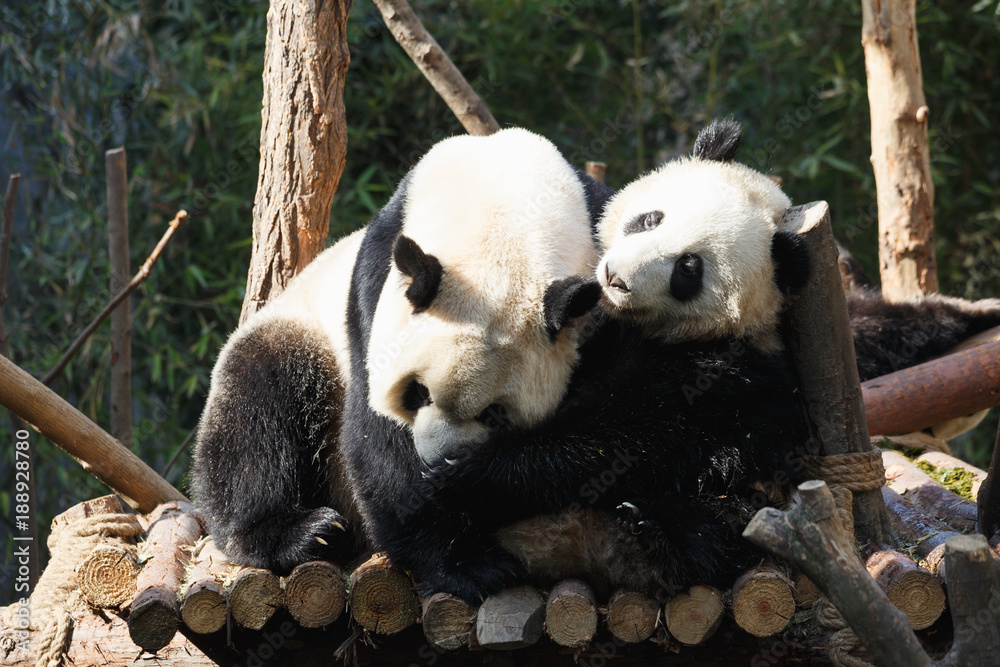 Naklejka premium Two pandas are hugging and frolic together