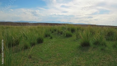 Mongolian grassland with Achnatherum splendens in south-west Mongolia photo