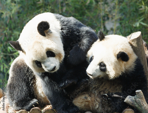 Two pandas are hugging and frolic together