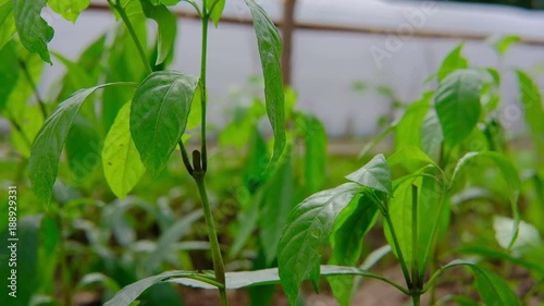 Pseuderanthemum palatiferum. huan-ngoc. green leaves are medicinal herbs photo