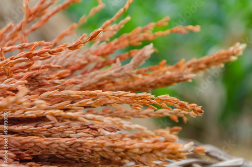 Dried rice paddy ears