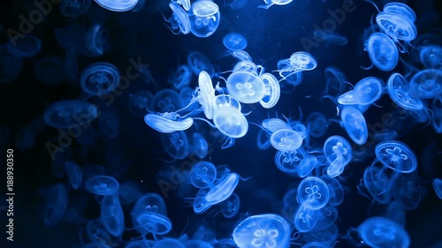Group of Jellyfish slow moving underwater.