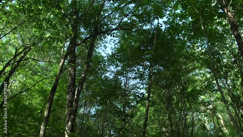 a mountain forest canopy