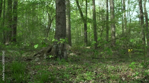 a mountain forest photo