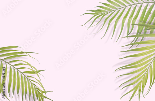 Tropical palm leaves on pink background. Minimal nature. Summer Styled. Flat lay. Image is approximately 5500 x 3600 pixels in size