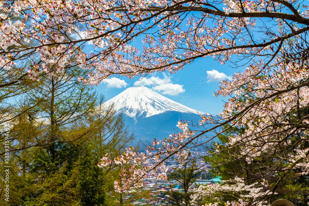 The Mount Fuji.Foreground is a cherry blossoms.The shooting location is Fujiyoshida City, Yamanashi Prefecture, Japan.