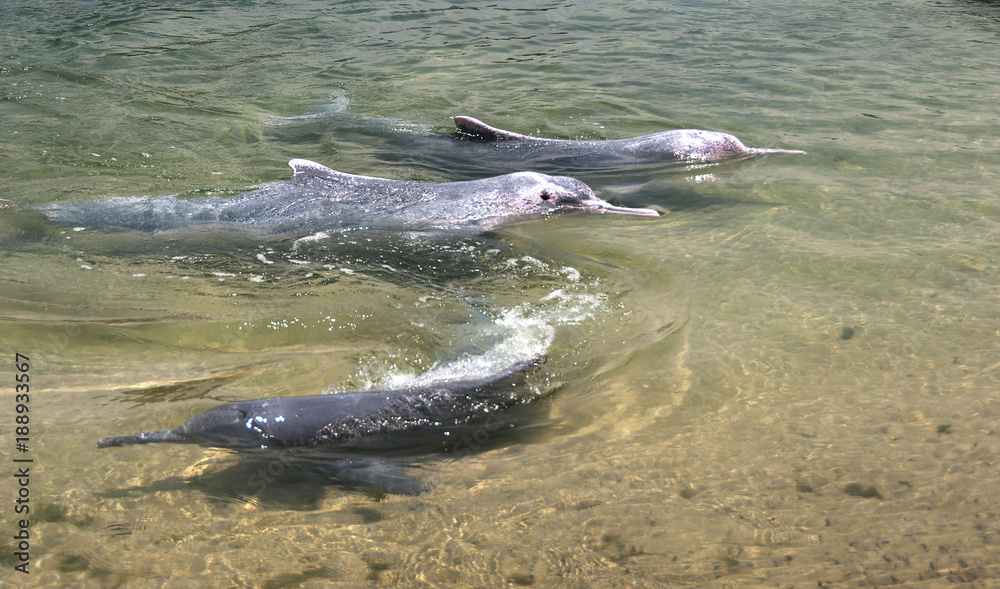 Obraz premium very rare pink dolphins 