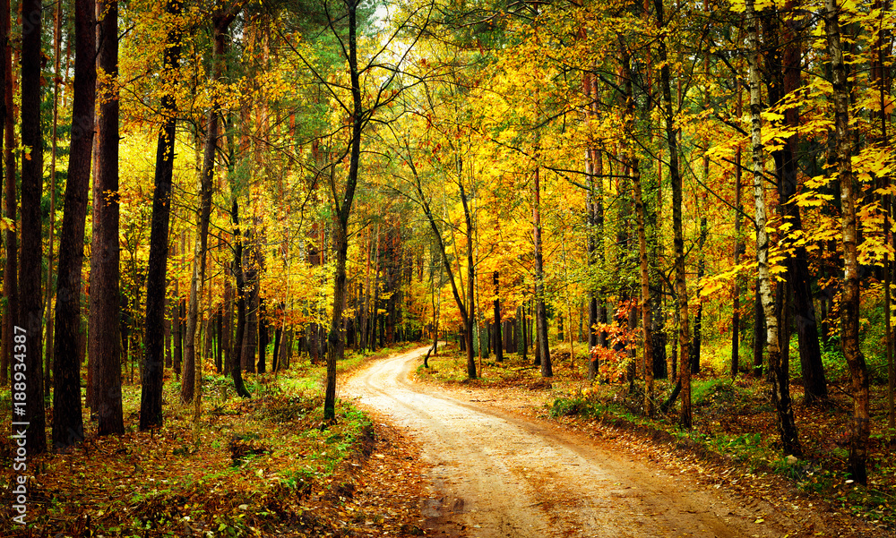 Golden autumn forest with walk path. Scenery colorful forest with yellow trees. Fall. Scenic nature.