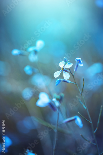 spring nature flower on blue background. Outdoor mystery vintage photo of beautiful wild meadow plant