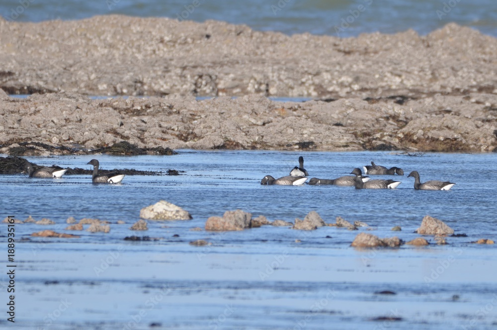 Bernaches cravants à ventre sombre (Branta bernicla bernicla) Bernaches cravants à ventre sombre (Branta bernicla bernicla)