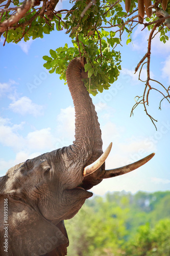 African Elephant with it's trunk stretced and curled around green vibrant leaves of a mango tree. with a nice blue cloudy sky   South Luangwa National Park, Zambia, Southern Africa photo