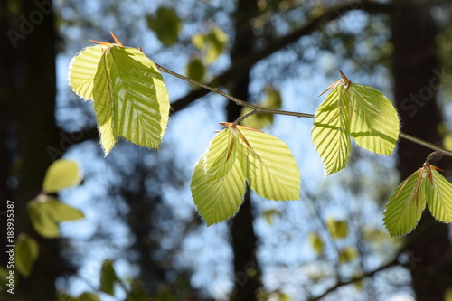 Buchenblätter im Frühling photo