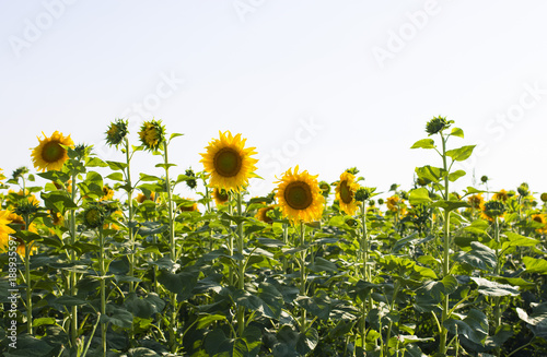 Sunflower field in sunny summer day