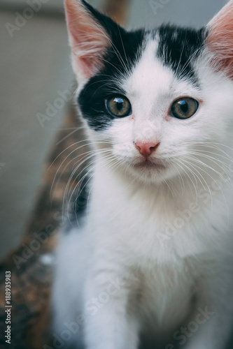 kitten starring at the camera