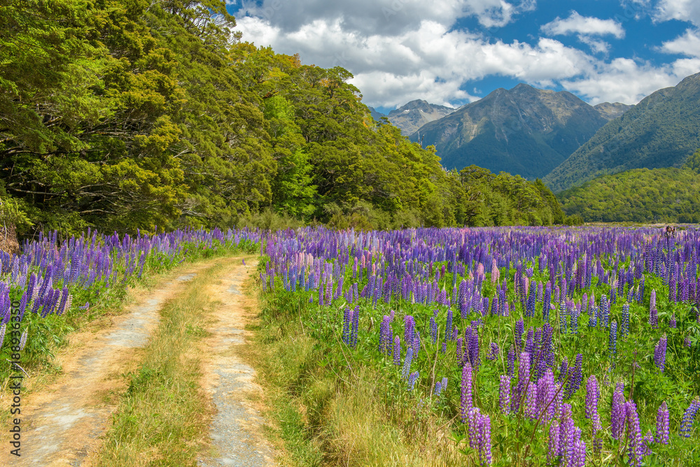 Fototapeta premium Russle Lupines at milfordsound
