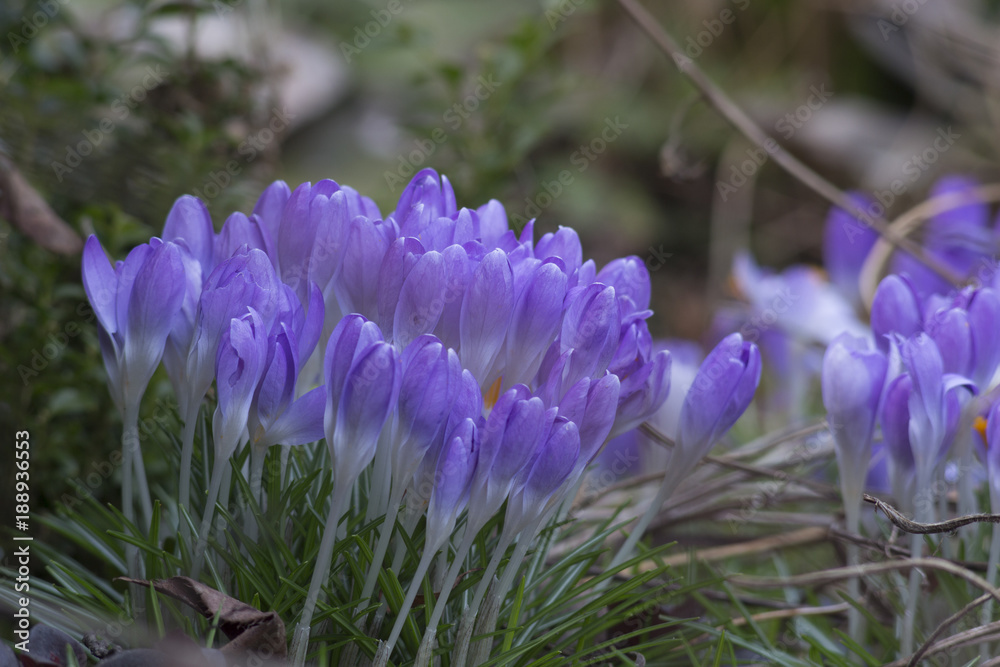 blue crocuses grow in spring as one of the first flowers blue crocuses grow in spring as one of the first flowers