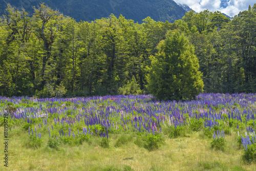 Russle Lupines at milfordsound photo