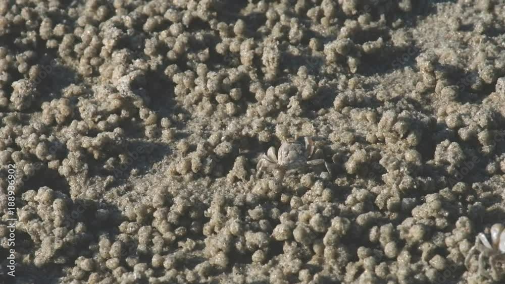 ghost crab or horn-eyed ghost crab or ocypode ghost crab or horn-eyed ghost crab or ocypode