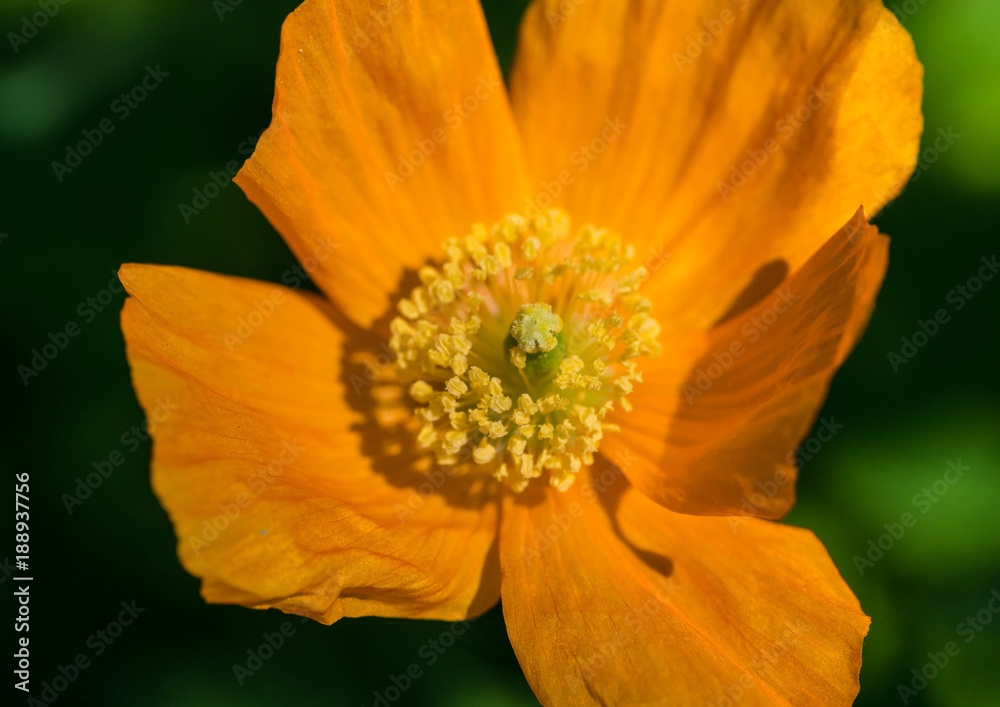 Welsh Poppy Welsh Poppy