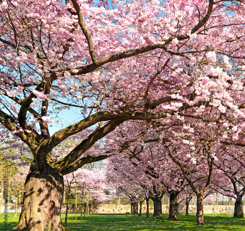 Japanische Kirschblüten, Glückwunsch, Lebensfreude, alles Liebe: Verträumte zarte Kirschblüten vor blauem Frühlingshimmel :) 