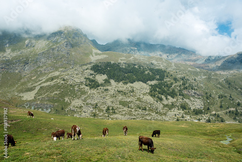 herd of calves put on pasture