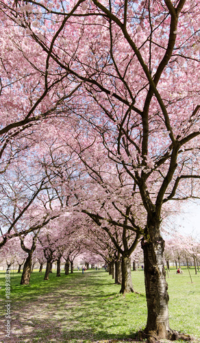 Japanische Kirschblüten, Glückwunsch, Lebensfreude, alles Liebe: Verträumte zarte Kirschblüten vor blauem Frühlingshimmel :) 