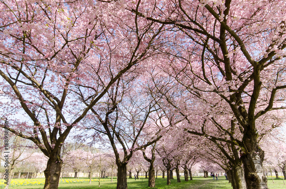 Japanische Kirschblüten, Glückwunsch, Lebensfreude, alles Liebe: Verträumte zarte Kirschblüten vor blauem Frühlingshimmel :) Japanische Kirschblüten, Glückwunsch, Lebensfreude, alles Liebe: Verträumte zarte Kirschblüten vor blauem Frühlingshimmel :)