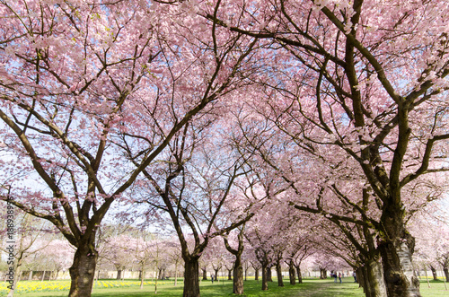 Japanische Kirschblüten, Glückwunsch, Lebensfreude, alles Liebe: Verträumte zarte Kirschblüten vor blauem Frühlingshimmel :) 
