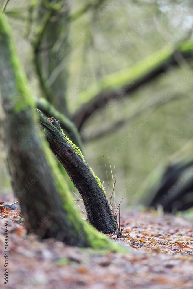 Obraz premium Tree trunks with moss on forest path.