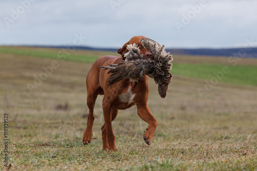 Hungarian vizsla on faisan hunting photo