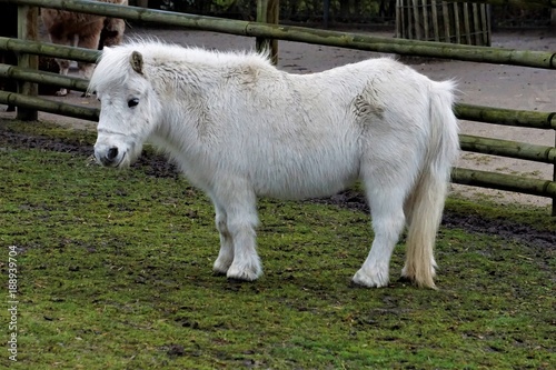 White Shetland Pony on green grass photo