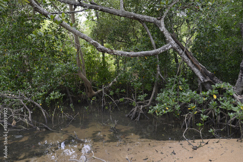 Mangroven auf der Insel Nosy Be in Madagaskar photo