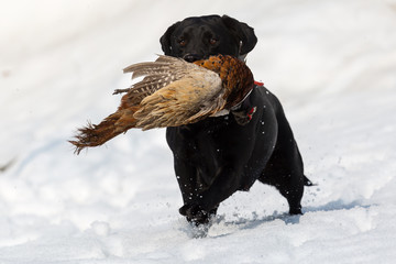 Papier peint photo Chasser Chasse au faisan sous la neige  © Orosz György Photogr