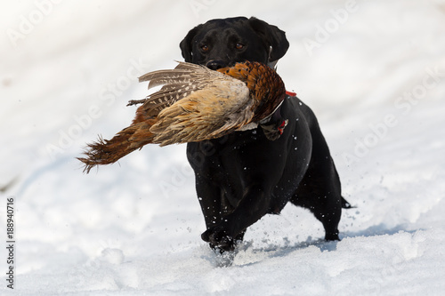 Pheasant hunting with black dog in snow